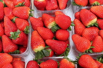 Strawberries at Rialto Mercado, Venice, Italy
