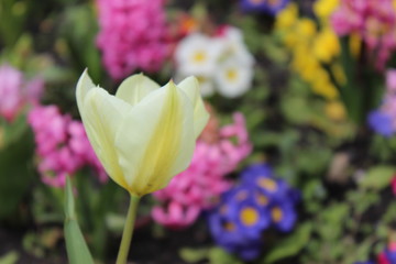 St. Patrick's Cathedral Gardens, Dublin, Ireland