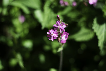 Wild flowers in bloom found in the British country side.