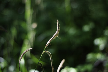 Wild flowers in bloom found in the British country side.