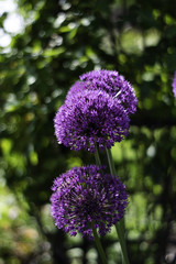 Wild flowers in bloom found in the British country side.