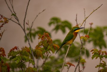 Little bee-eater, shot at Masai Mara Kenya