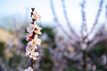 Close up of the flowers of an apricot tree at sunset. Very similar to cherry (sakura) flowers. Still fresh flowers. Spring time. In the background more flowers.