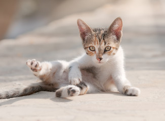 Baby kitten roll around playfully, Cyprus 