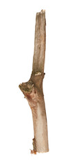 Tree stick isolated on white background