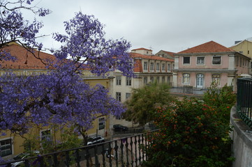Fototapeta na wymiar Purple Tree