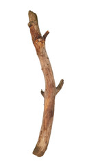Tree stick isolated on white background