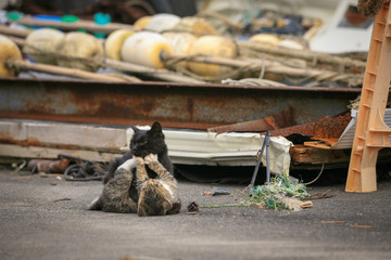 猫島の野良猫たちの生活