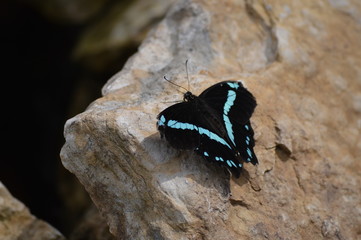 Butterfly in the garden