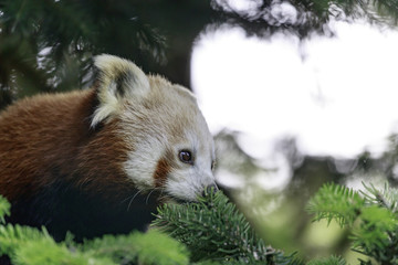 red panda on the tree branch, (Ailurus fulgens), also called the lesser panda, the red bear-cat, and the red cat-bear - Powered by Adobe
