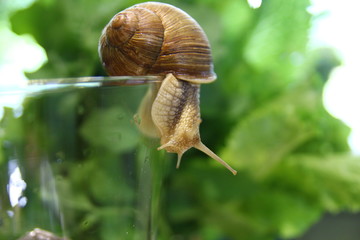 Улитка в бокале