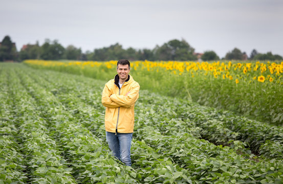Farmer in soybean and sunflower field