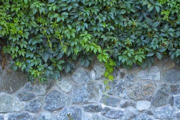 Wild grapes on an old stone wall