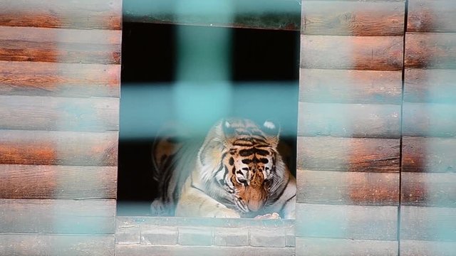 Panthera tigris tigris, Siberian tiger, Amur tiger