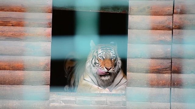 Panthera tigris tigris, Siberian tiger, Amur tiger