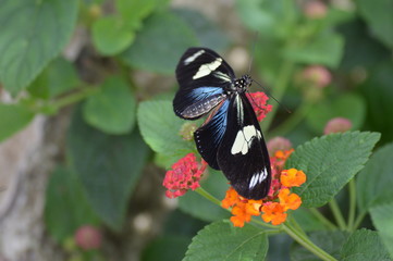 Butterfly in the garden