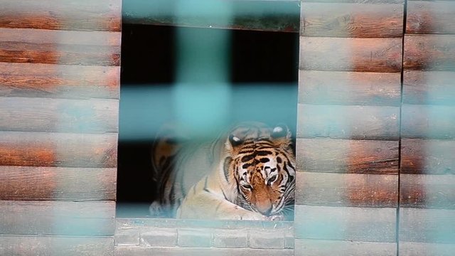 Panthera tigris tigris, Siberian tiger, Amur tiger