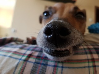 funny jack russell