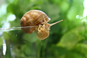 Улитка в бокале