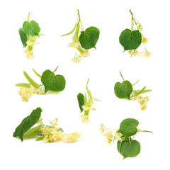 set of linden flowers on white background