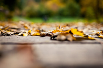 Herbstlaub