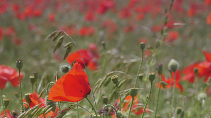 English Poppy Fields