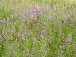 Blooming Sally. flowering plants.