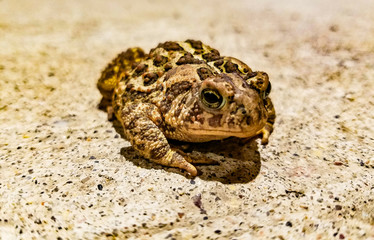 Toad