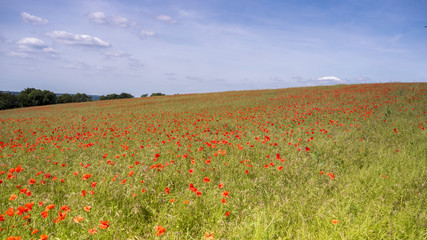 English Poppy Fields