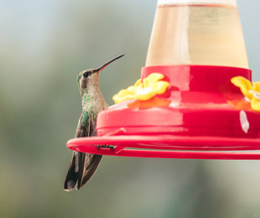 colibrí © maximiliano