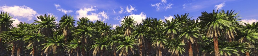 Fototapeta na wymiar Palm Grove. Panorama of trees against the sky with clouds. 3D rendering