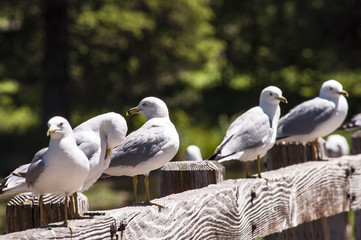 Johnny Sack's Cabin Birds
