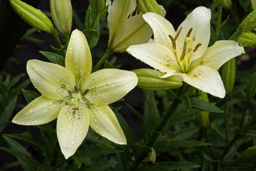 Obraz premium Flowers of white-green Daylily in drops after the rain. Sective focus..