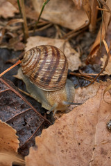 snail