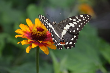 Butterfly in the garden