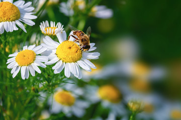 Fototapeta premium Delicate beautiful light green natural summer spring background pattern with daisies and a and bee. Bright beautiful artistic image harmony of nature.
