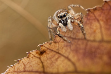 Jumping spider on transparent autumn leaf