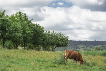 Fototapeta na wymiar Single cow grazing on a meadow near an orchard
