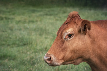 Portrait of a brown cow of German breed