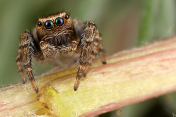 Jumping spider walking on the stem