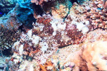 Fototapeta na wymiar A Scorpion on a coral reef. Red sea.
