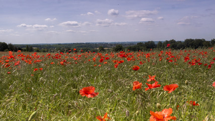 English Poppy Fields