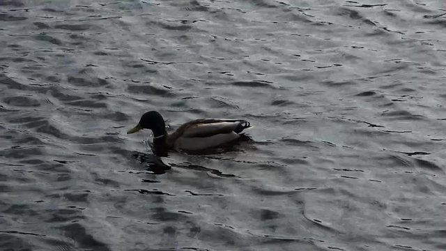 Mallard (Anas platyrhynchos) swimming in gray water. Wild duck in natural environment. Cold cloudy day.