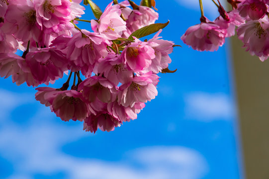 Blommningen mot bl&aring; bakrund