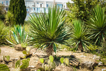 Palm trees and cacti in the Botanical garden