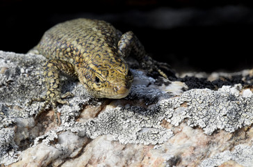 CLOSE-UP OF LIZARD ON ROCK