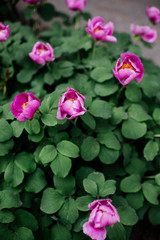 Tree-like pink peony.