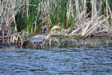 Great Blue Heron waiting patiently for a fish to swim by