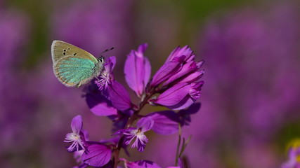 Polyommatus coelestinus  42