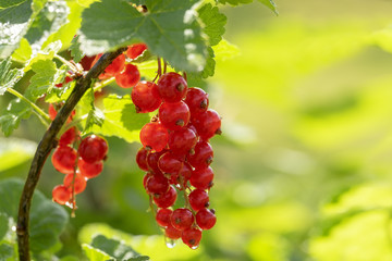 Juicy fresh ripe berries of a red currant on a branch  outdoors close-up macro, soft focus. Berries redcurrant with leaves on a light green background.